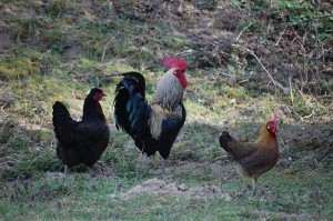 chicken2