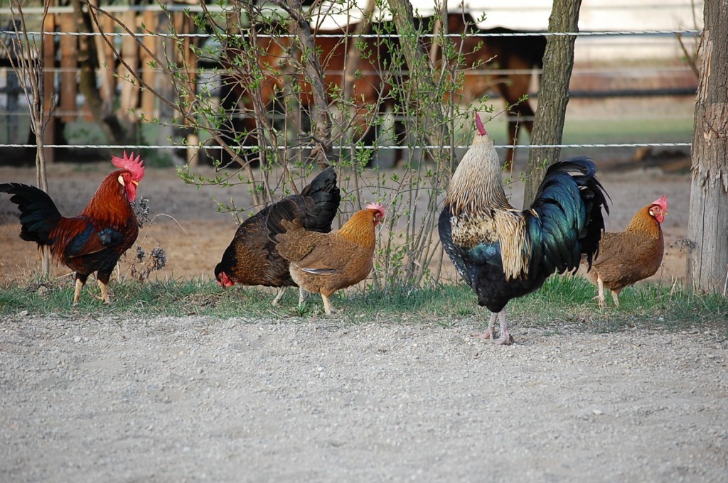 chicken3