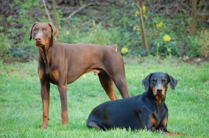 doggies1